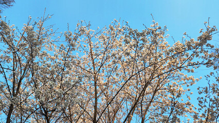 따뜻한 날씨에 활짝 핀 꽃