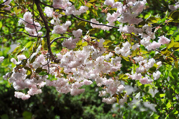 따뜻한 날씨에 활짝 핀 꽃