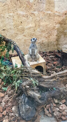 A meerkat is perched on top of a wooden box, observing its surroundings