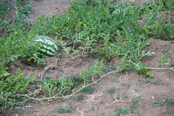 Fresh watermelon fruit in watermelon fields. Watermelon harvest season in summer.