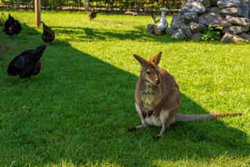A small kangaroo (wallaby) on the meadow in the wildlife park.
