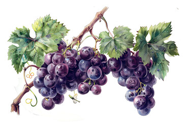 Fototapeta premium grapes and vine leaves watercolor illustration. Red bunch of grapes