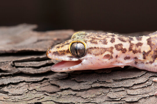 Bent-toed geckos of the genus Cyrtodactylus are nocturnal and usually handsomely marked.