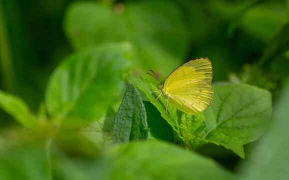 Common grass yellow Eurema hecabe, the common grass yellow, is a small pierid butterfly species found in Asia, Africa and Australia