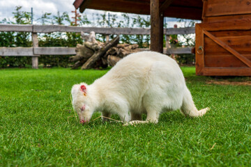 A snow white albino wallaby (kangaroo).