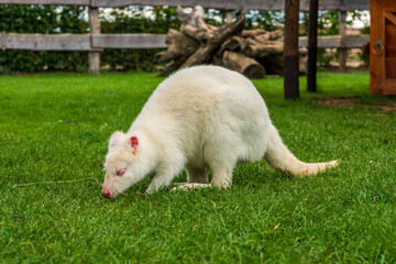A snow white albino wallaby (kangaroo).