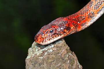 Spalerosophis atriceps, the Black headed royal snake or Fischer's royal snake, is a species of snake in the family Colubridae. The species is endemic to South Asia.
