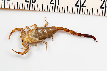 Scorpions of the genus Reddyanus are buthid scorpions native to Oriental region. The live under boulder or may also be found on trees. Picture on a white background for highlighting characters