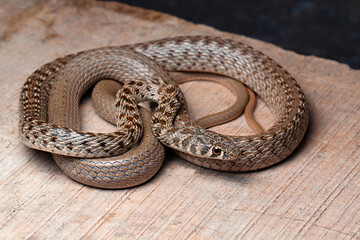 Fototapeta premium Platyceps rhodorachis the common cliff racer, is a species of snake found in Central Asia and India. It is common in mont parts of Western Himalayas