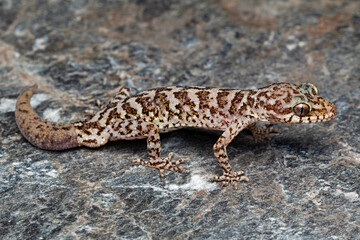 Bent-toed geckos of the genus Cyrtodactylus are nocturnal and usually handsomely marked.