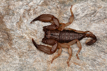 Scorpion of the genus Scorpiops from Reasi, Jammu & Kashmir. These are found under fallen logs and boulder.