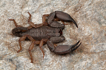 Scorpion of the genus Scorpiops from Reasi, Jammu & Kashmir. These are found under fallen logs and boulder.
