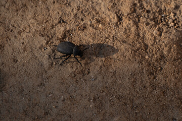 Black beetle on sandy soil with small pebbles under sunlight in an outdoor desert habitat