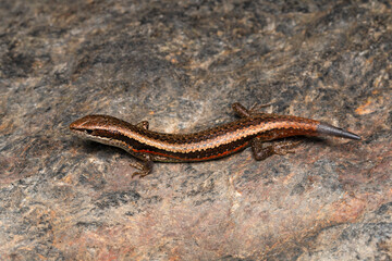 Skinks of the genus Ablepharus are common in forests of the Himalayas. These are found in leaf litter and are active during the day.