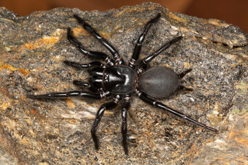 Spider Macrothele vidua is a spider that lives in burrows with dense webs. These spiders are glossy and large with long spinnerets.