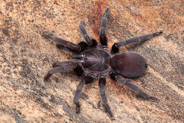 Female Chilobrachys tarantula from Sikkim. Notice the long legs that the spider has. These live in burrows.