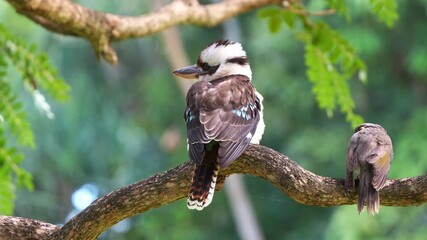 Laughing kookaburra, dacelo novaeguineae perched on tree branch, interrupted by a flock of noisy miners on a windy day at the botanic gardens, close up portrait shot of Australian native bird species.