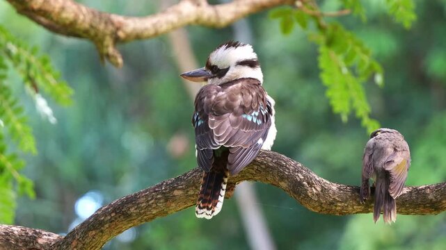 Laughing kookaburra, dacelo novaeguineae perched on tree branch, interrupted by a flock of noisy miners on a windy day at the botanic gardens, close up portrait shot of Australian native bird species.