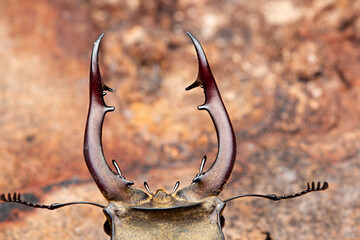 Stag beetles are a family of about 1,200 species of beetles in the family Lucanidae
