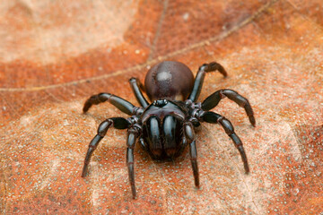 Atypus, also called purseweb spiders, is a genus of atypical tarantulas