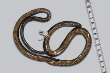 A snake specimen at a museum for research on a white background