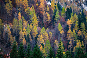 Val Pesarina immersed in autumn atmospheres. Among woods and the ancient Orias stables.