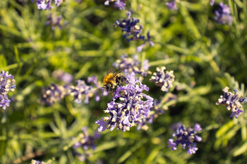 Obraz premium A bee pollinating the flowers of plants in the garden. Nature, insect, bee. Working bee. A bee on a plant flower.
