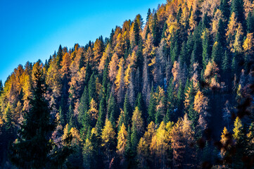 Val Pesarina immersed in autumn atmospheres. Among woods and the ancient Orias stables.