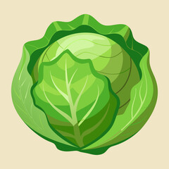 green cabbage isolated on white