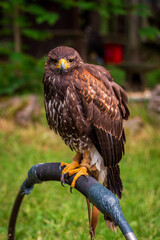 Bird of prey in a wildlife enclosure.