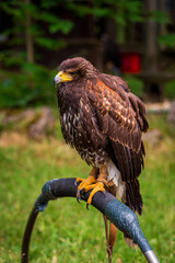 Bird of prey in a wildlife enclosure.