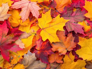 Obraz premium Autumnal Maple Leaves Texture