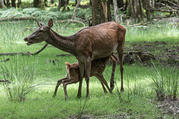 deer and baby in the forest