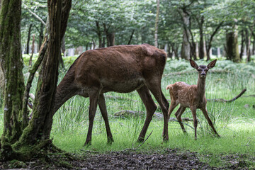 deer in the forest