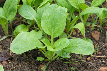 close up of fresh green pak choy or bok choy grown in the organic farm