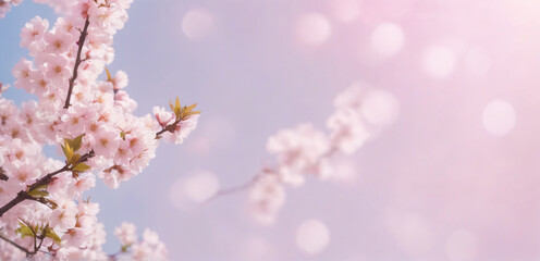 Obraz premium Sakura. Branches with pink flowers on a plain background for publications.