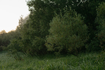 Dawn on the riverbank.