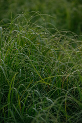 Grass covered with dew drops