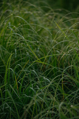 Grass covered with dew drops