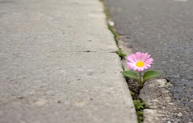Little cute flower growing up on street crack, concept of maintaining hope in hard times, never give up and take strength when life is difficult with resilience