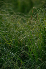 Grass covered with dew drops