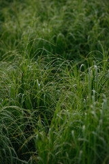 Grass covered with dew drops