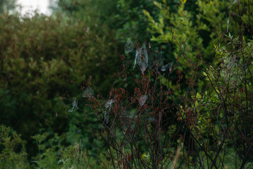 Cobwebs on rosehip branches
