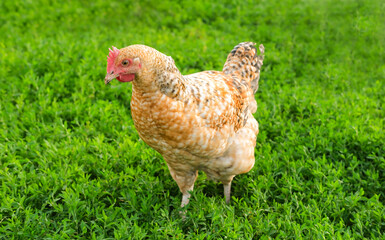 Outdoor portrait of brown hen walking around an agricultural farm. Free-range chickens on summer green meadow.