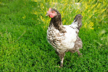 Outdoor portrait of brown hen walking around an agricultural farm. Free-range chickens on summer green meadow.