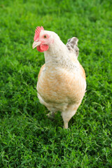 Outdoor portrait of brown hen walking around an agricultural farm. Free-range chickens on summer green meadow. Vertical image.