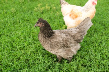 Outdoor portrait of brown hen walking around an agricultural farm. Free-range chickens on summer green meadow.
