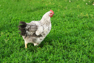 Outdoor portrait of brown hen walking around an agricultural farm. Free-range chickens on summer green meadow.