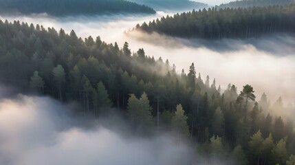 Fototapeta premium morning mist forest from above background