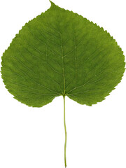 Obraz premium Leaf on transparent background. A vibrant green leaf with prominent veins, sharply detailed against a transparent background. The leaf's texture and edges are clearly visible.